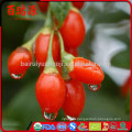 Good taste berries goji new harvest gnc de goji organic goji berries